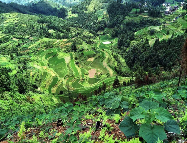 中國(guó)現(xiàn)階段木材消費(fèi)情況
